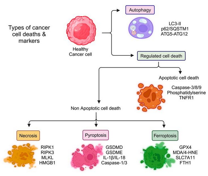 Does Aluminum Oxide Cause Cancer 1