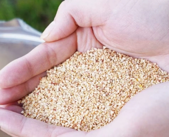 Leading Corn Cob Producers Germany